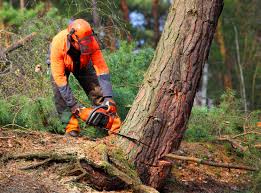 Professional Tree Care Services in Palm Beach Shores, FL